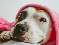 Race Staffordshire Bull Terrier