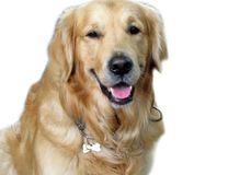 Race Golden Retriever