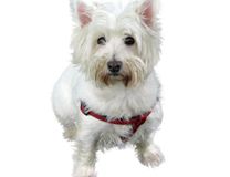 Race West Highland Terrier