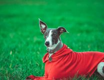 Race Whippet