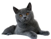 Race British Shorthair