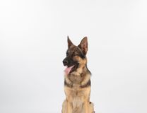 Race Berger Allemand