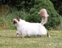 Race Ragdoll