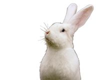 Race Lapin