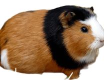 Race Cochon d'Inde