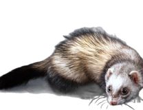 Race Furet