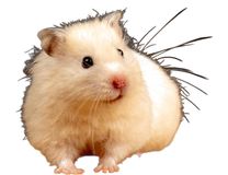 Race Hamster