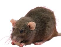 Race Rat