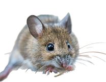 Race Souris