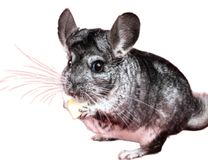 Race Chinchilla