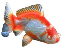 Race Poisson rouge