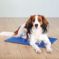 Rafraîchissement & été pour chien