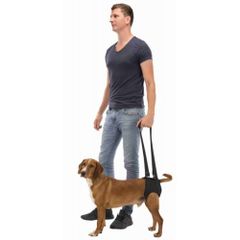 Le chien par profil et besoin
