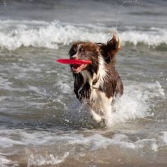 Dressage & sports canins pour chien