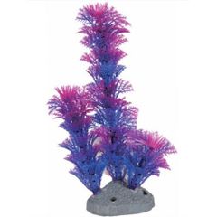 Plante aquarium