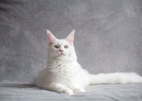 Image de la race Maine coon