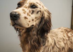 Image de la race Setter Anglais