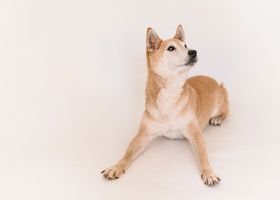 Image de la race Shiba Inu