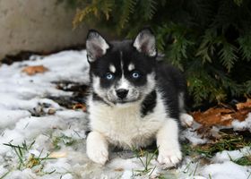Image de la race Pomsky