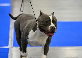 Image de la race American Bully