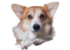 Image de la race Corgi