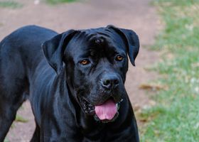 Image de la race Cane Corso