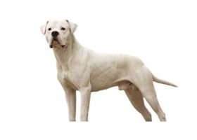 Image de la race Dogue Argentin
