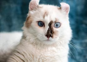 Image de la race American Curl