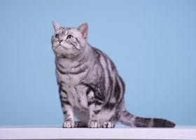 Image de la race American Shorthair