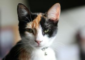 Image de la race American Wirehair