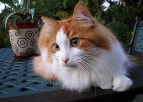 Image de la race Angora Turc