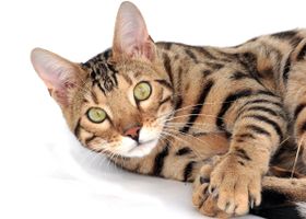 Image de la race Bengal