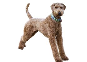 Image de la race Airedale Terrier