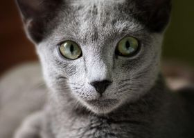 Image de la race Bleu Russe