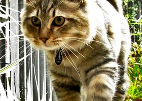 Image de la race Bobtail Américain