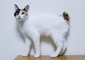 Image de la race Bobtail Japonais