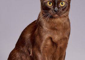 Image de la race Burmese