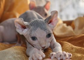 Image de la race Chat Elfe