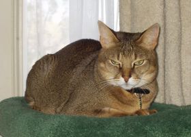Image de la race Chausie