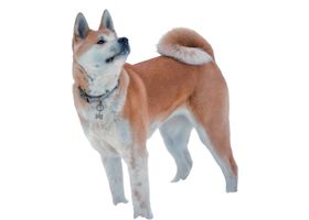 Image de la race Akita Inu