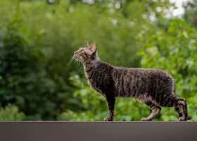 Image de la race Cornish Rex