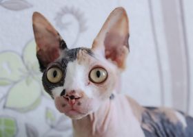 Image de la race Donskoy