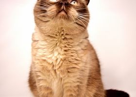 Image de la race Exotic Shorthair
