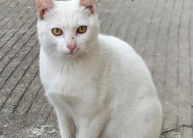 Image de la race Khao Manee