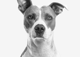 Image de la race Staff, Amstaff, American Staff