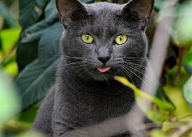 Image de la race Korat