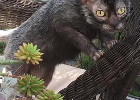 Image de la race Lykoi