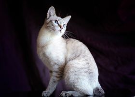 Image de la race Mekong Bobtail