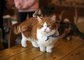 Image de la race Munchkin