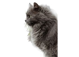 Image de la race Nebelung